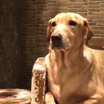 Barkin' Blends Dog Cafe - Pet Services Near Me - Quezon City, NCR