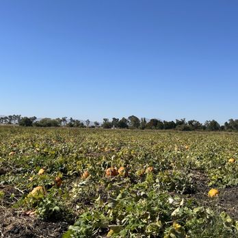 West Coast Farms Pumpkin Patch - Old fashioned pumpkin patch tromp through the vines and pick your perfect pumpkin - Pick Your Own Farms Near Me - Brentwood, California