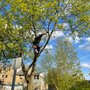 Photo of Chubby Squirrel Tree Service