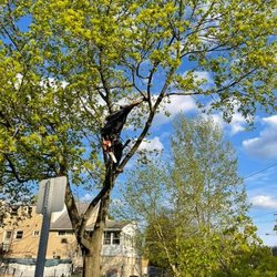 Chubby Squirrel Tree Service