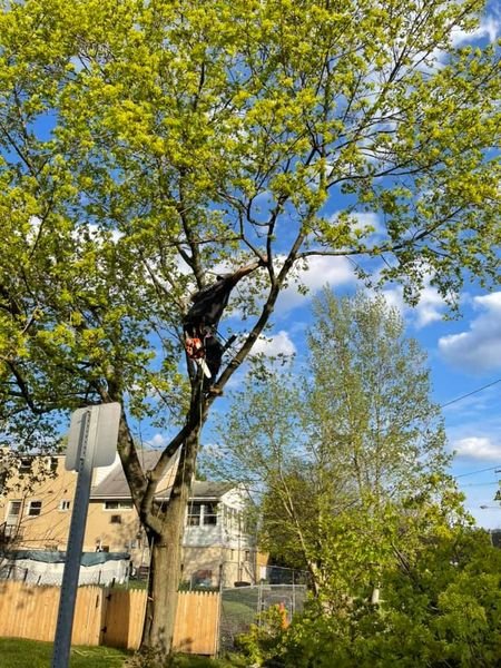 Chubby Squirrel Tree Service - tree service in Pittsburgh, PA