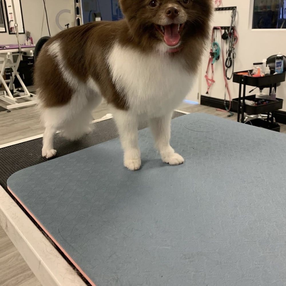 Royalty Pet Spa - Happiest puppy ever!!! - Pet Groomers Near Me - Las Vegas, Nevada Royalty Pet Spa - Happiest puppy ever!!! - Pet Groomers Near Me - Las Vegas, Nevada