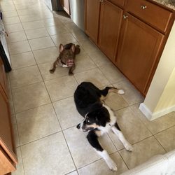 Furever Vets Urgent Care & Pet Resort