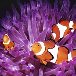 Reef Solutions - Reef Solutions