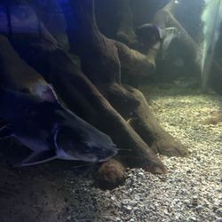 Sea Life Centre - Fish