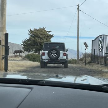 California Wolf Center - Zoos Near Me - Julian, California