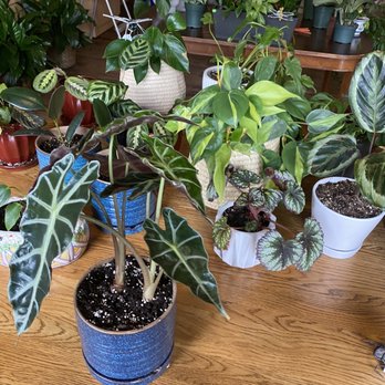Fancy Plants - Nurseries & Gardening Near Me - Oneonta, Alabama
