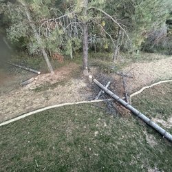 North Idaho Tree Removal - Trees