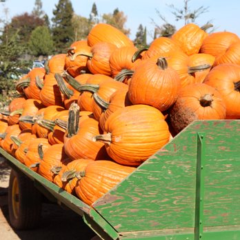 Bishop's Pumpkin Farm - Pumpkins galore! - Christmas Trees Near Me - Wheatland, California Bishop's Pumpkin Farm - Pumpkins galore! - Christmas Trees Near Me - Wheatland, California