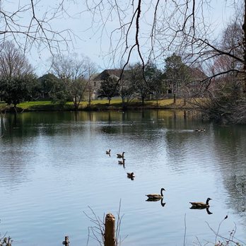Chesapeake Arboretum - A small lake towards the back loop side - Parks Near Me - Chesapeake, Virginia