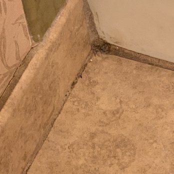 Red Lion Hotel Wenatchee - Disgusting corner, with ants. - Hotels Near Me - Wenatchee, Washington Red Lion Hotel Wenatchee - Disgusting corner, with ants. - Hotels Near Me - Wenatchee, Washington
