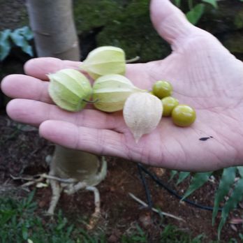 Orchid Tree Bed & Breakfast - Fruit right off the tree. Yum! - Bed & Breakfast Near Me - Hilo, Hawaii