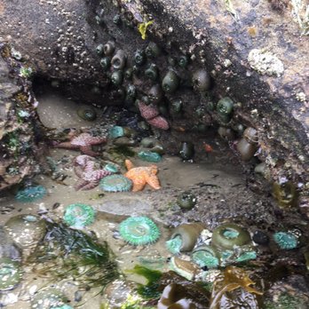Seal Rock State Wayside - Seastars are still alive! - Parks Near Me - Seal Rock, Oregon Seal Rock State Wayside - Seastars are still alive! - Parks Near Me - Seal Rock, Oregon