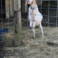 Whispering Woods Riding Stables