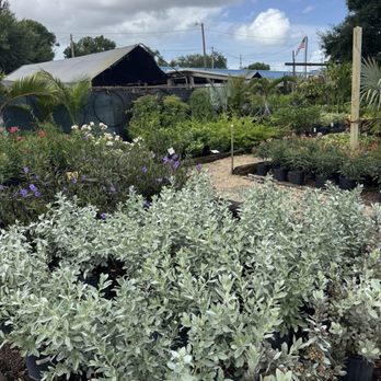 Willow Tree Nursery - Nurseries & Gardening Near Me - Saint Petersburg, Florida Willow Tree Nursery - Nurseries & Gardening Near Me - Saint Petersburg, Florida