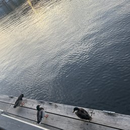 Hungry duck