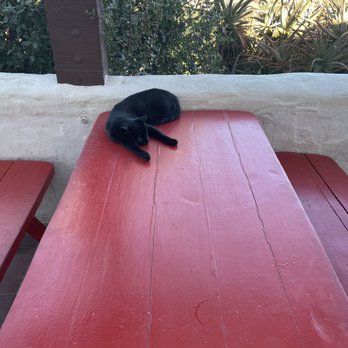 Airport in the Sky - A very chill cat - Airports Near Me - Avalon, California Airport in the Sky - A very chill cat - Airports Near Me - Avalon, California