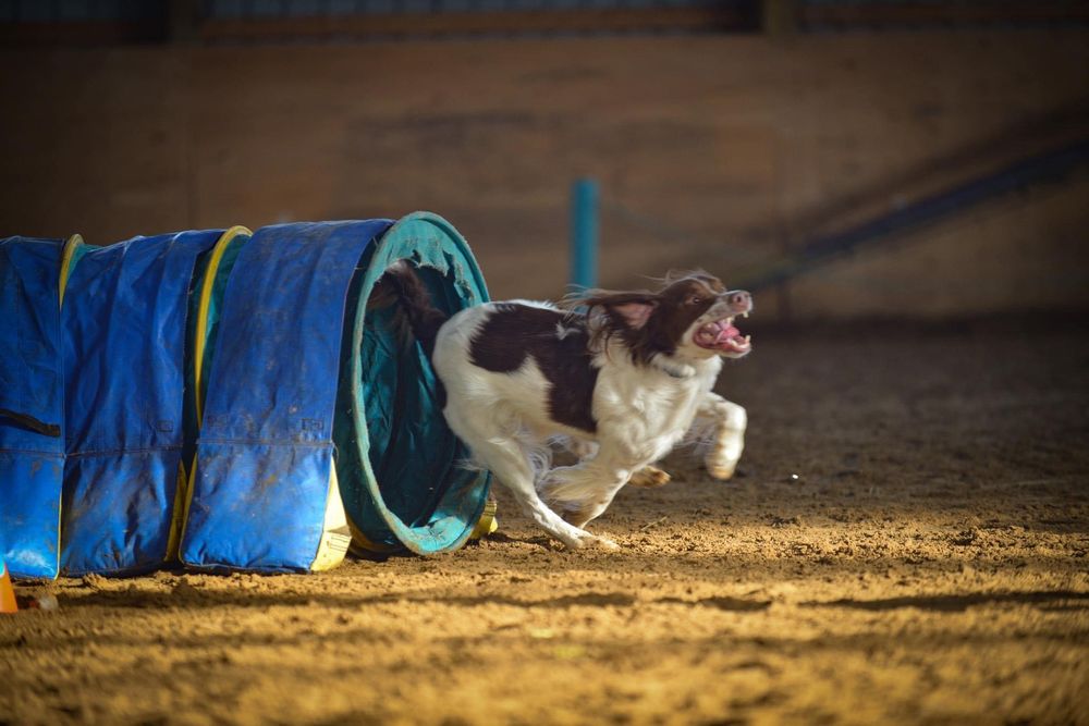 ROLLING GAIT CANINE CENTRE Request an Appointment 32 Photos 3431