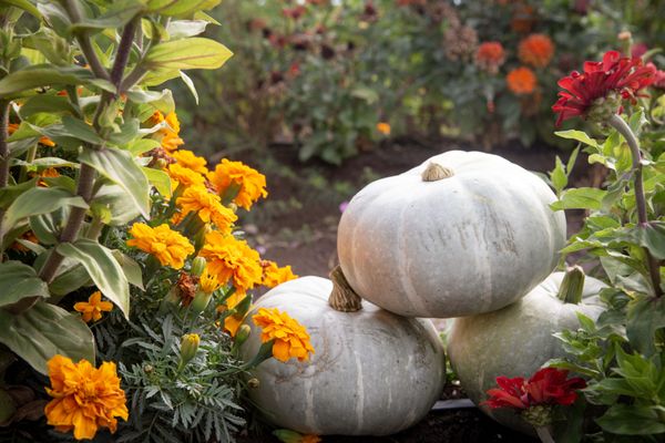 Well Rooted Farms by null