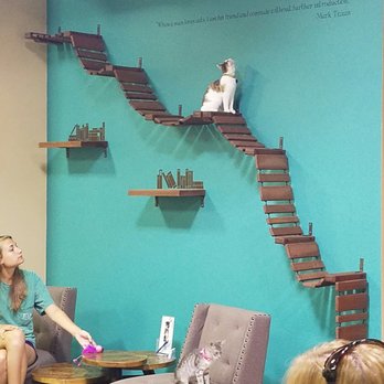 Orlando Cat Cafe - Animal Shelters Near Me - Clermont, Florida Orlando Cat Cafe - Animal Shelters Near Me - Clermont, Florida