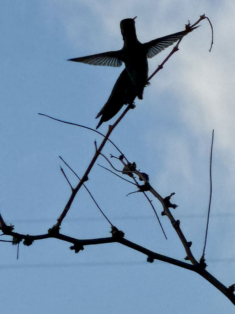 Colibris Canna Consulting & Coaching - grief counselor in Tucson, AZ