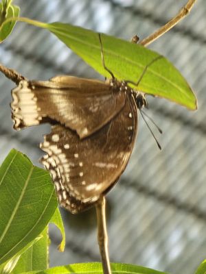 Butterfly Garden by null