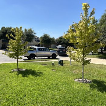 Texas Tree Doctors - Small red oaks treated for fungus and disease control - Tree Services Near Me Texas Tree Doctors - Small red oaks treated for fungus and disease control - Tree Services Near Me