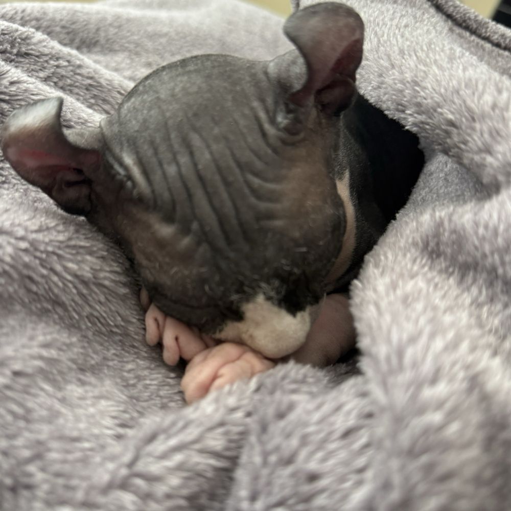 Peach Fuzz Sphynx - Pandora the sleeping Sphynx - Pet Adoption Near Me Peach Fuzz Sphynx - Pandora the sleeping Sphynx - Pet Adoption Near Me