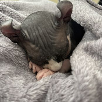 Peach Fuzz Sphynx - Pandora the sleeping Sphynx - Pet Adoption Near Me Peach Fuzz Sphynx - Pandora the sleeping Sphynx - Pet Adoption Near Me