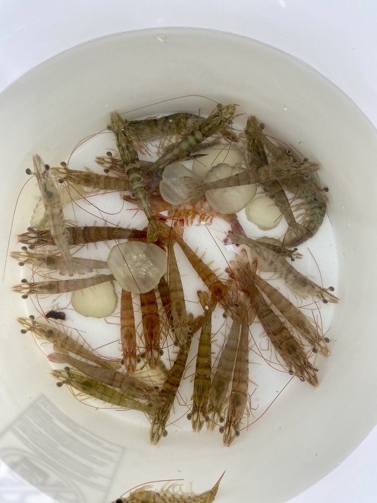 BAIT BUCKET Updated October 2024 13 Reviews 108 Pinellas Bayway S