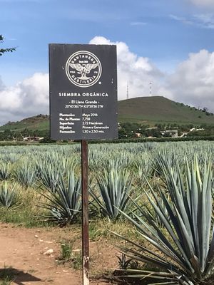The Agave Experience by null