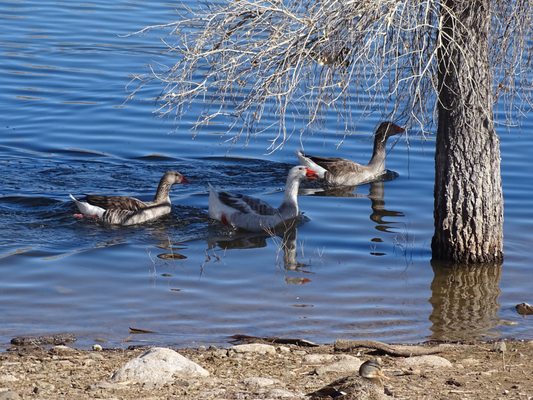 Watson Lake Park by null