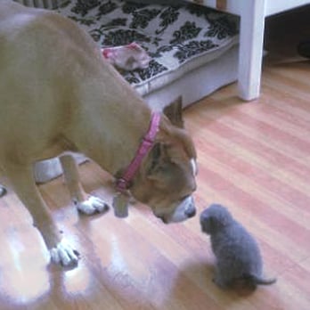 Montclair Pet Care - Seyval meets the grey kitten - Dog Walkers Near Me