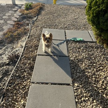 Igor Farenyuk - Happy dog on new stepping stones. Helping Igor and Bob. - Handyman Near Me Igor Farenyuk - Happy dog on new stepping stones. Helping Igor and Bob. - Handyman Near Me