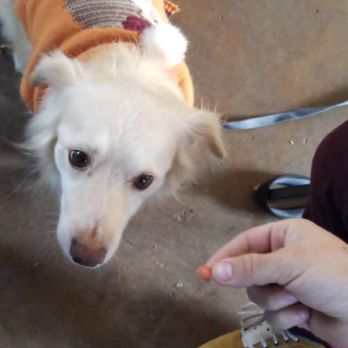 Baja Fish Tacos - Furbaby in the outdoor patio - Seafood Near Me - Norco, California