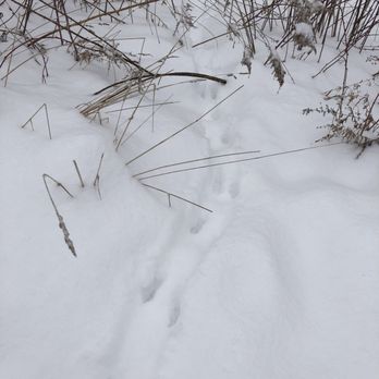 De Veaux Woods State Park - Rabbit tracks - Parks Near Me - Niagara Falls, New York De Veaux Woods State Park - Rabbit tracks - Parks Near Me - Niagara Falls, New York