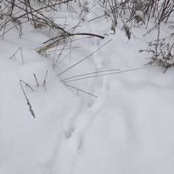 De Veaux Woods State Park - Rabbit tracks