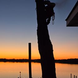 Life & Limb Tree Care