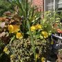 Photo of Anna's Greenhouse