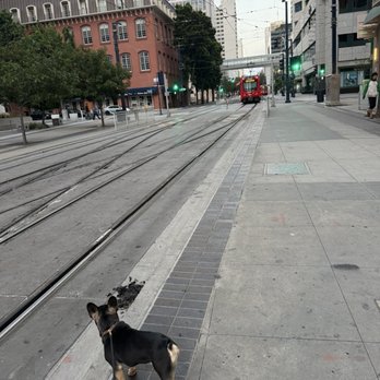 Rosewood K-9 - Chance waiting for the train. - Pet Training Near Me Rosewood K-9 - Chance waiting for the train. - Pet Training Near Me
