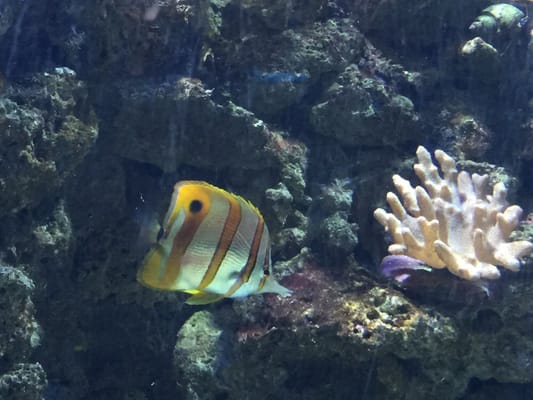 National Marine Aquarium by null