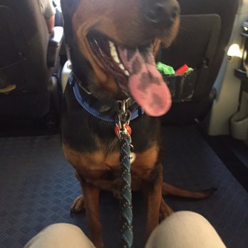K9 Cars - 3rd time in a car in a very long time. - Pet Transportation Near Me - Astoria, New York K9 Cars - 3rd time in a car in a very long time. - Pet Transportation Near Me - Astoria, New York