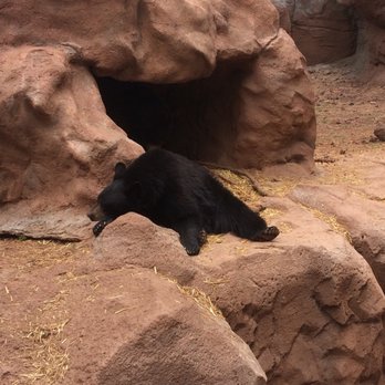 Bearizona - Zoos Near Me - Williams, Arizona Bearizona - Zoos Near Me - Williams, Arizona