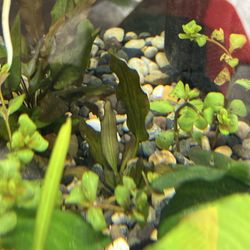Marble Queen radical sword