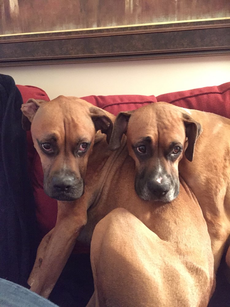 LAUGHING PETS ATLANTA 17 Reviews Atlanta, Dog Walkers