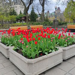 Canadian Tulip Festival - Canadian Tulip Festival 2026 (May 8-18).