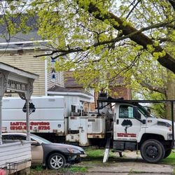 L&D Tree Service - Shortly After Arriving at One of My Properties