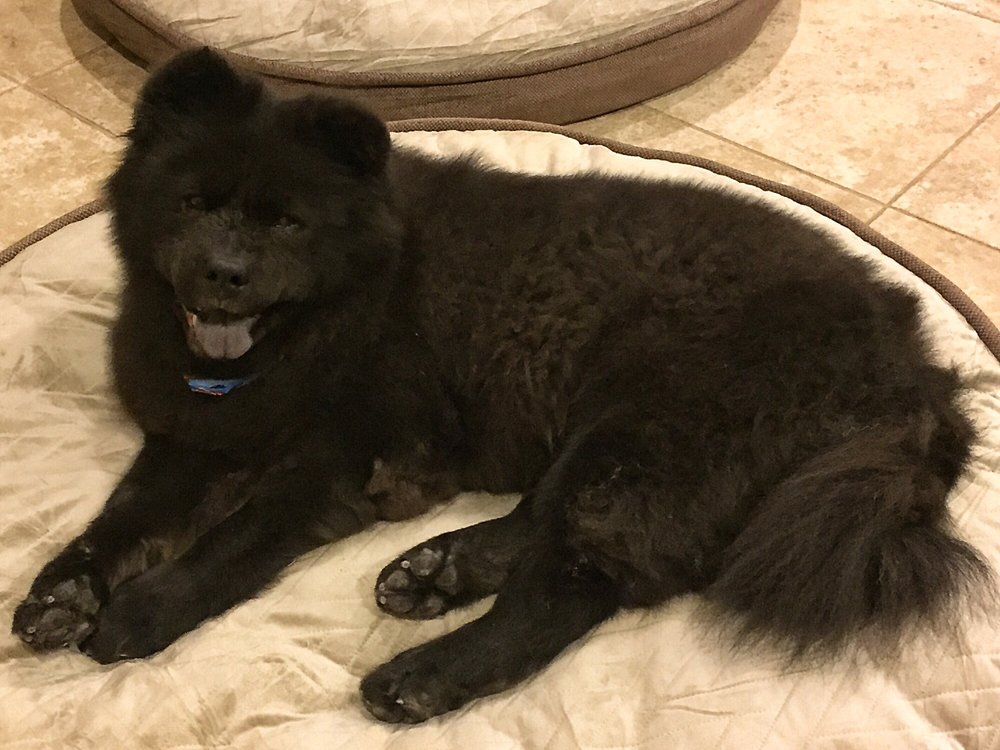 deena dees mobile pet spaw