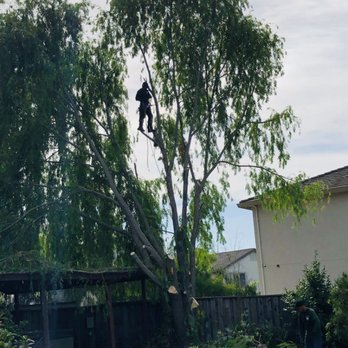 Lorenzo's Tree Service - Actually he's very skilled... - Tree Services Near Me Lorenzo's Tree Service - Actually he's very skilled... - Tree Services Near Me