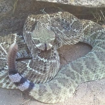Get Rattled - Western Diamondback Rattlesnake Native to extreme Southern Nevada, S. California, Arizona, New Mexico, Texas, Oklahoma. - Pet Training Near Me Get Rattled - Western Diamondback Rattlesnake Native to extreme Southern Nevada, S. California, Arizona, New Mexico, Texas, Oklahoma. - Pet Training Near Me